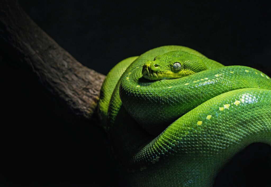 a green phyton coiled over a branch