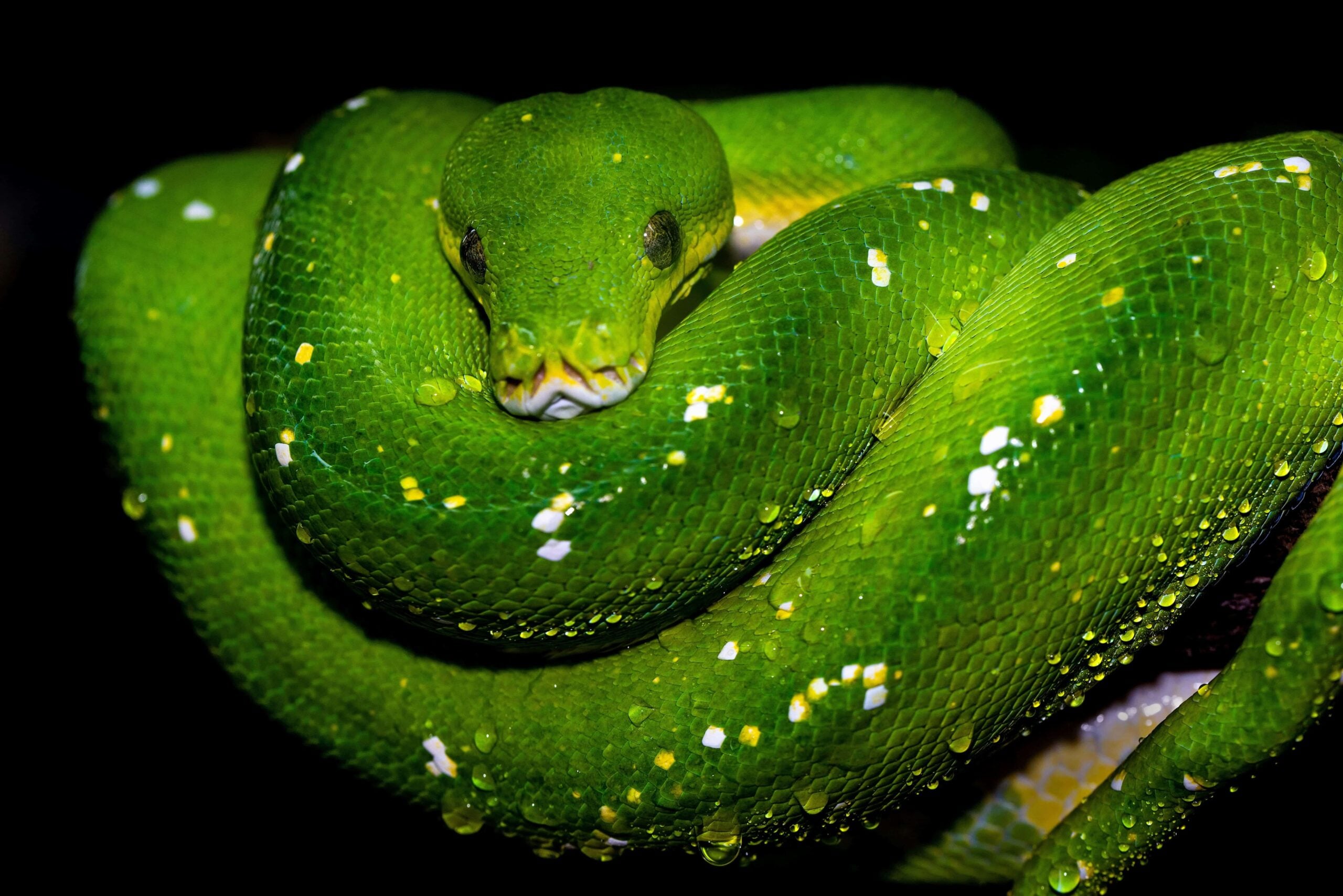 snakes in bali