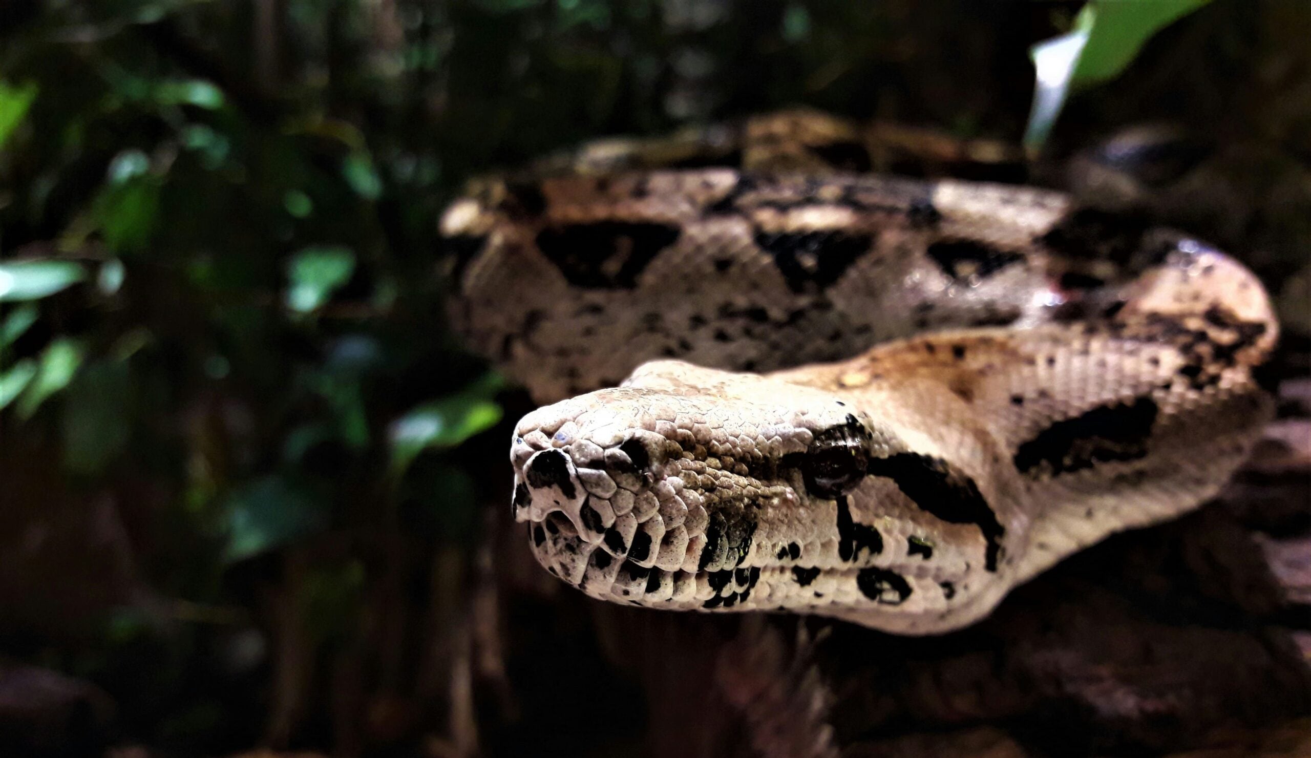 snakes in bali