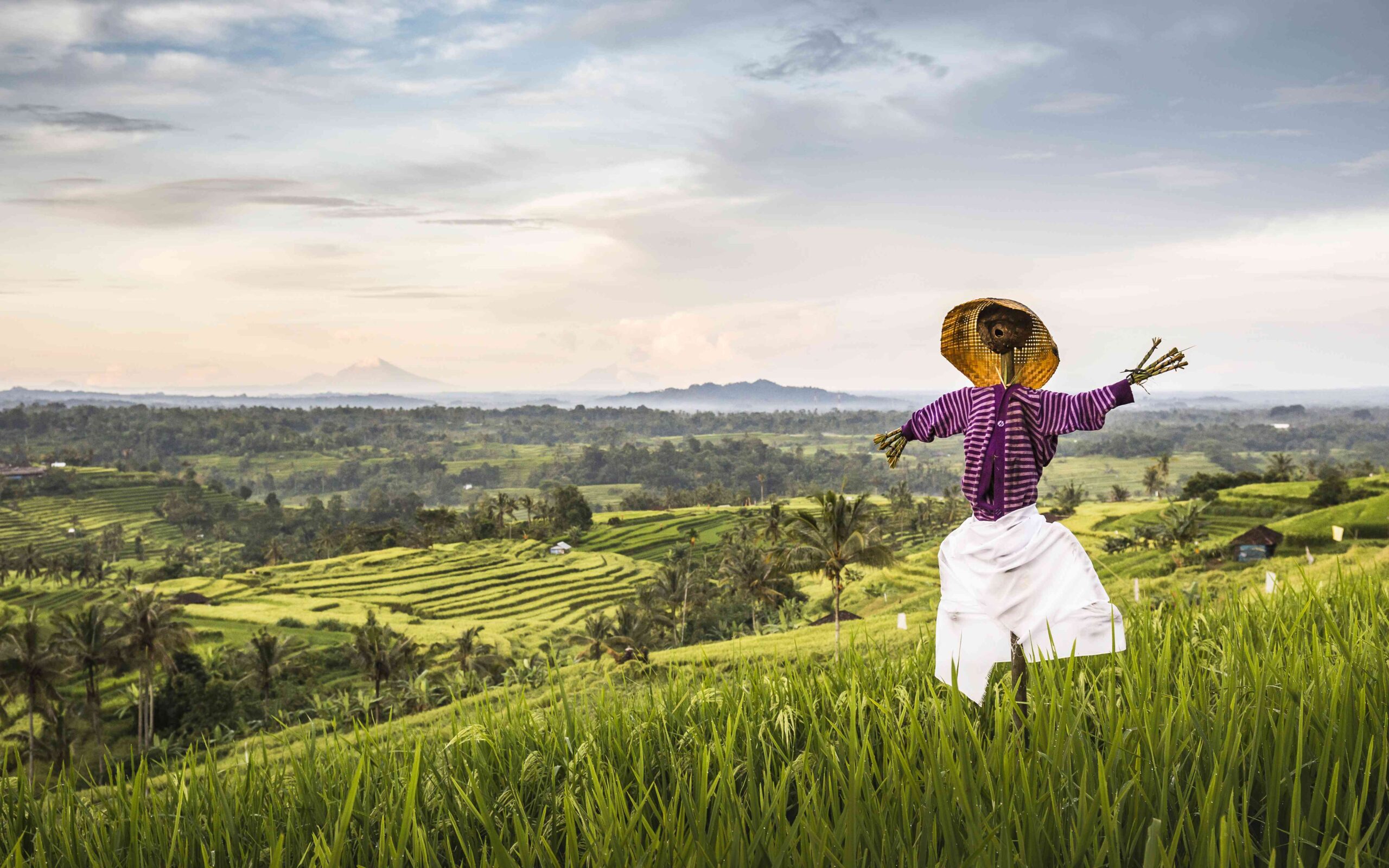 Elevated view of Jatiluwih rice terraces and scarecrow, Bali, Indonesia