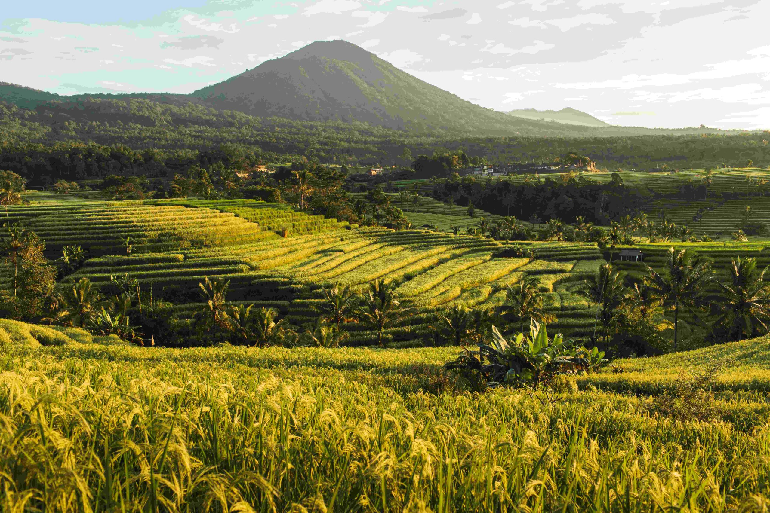 Famous Bali landmark Jatiluwih rice terraces Beautiful sunrise