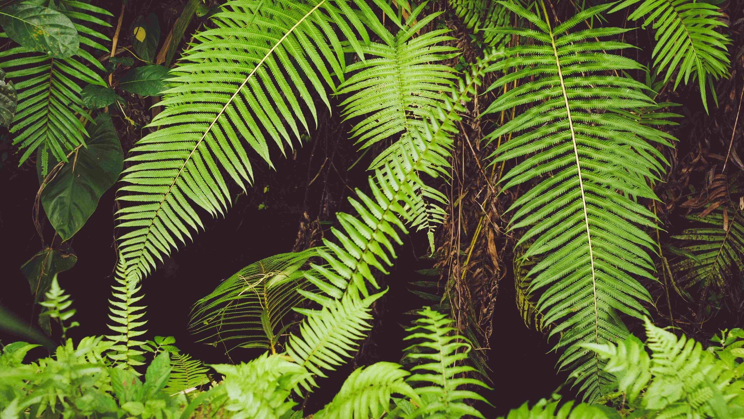 Fern Leaves in Rainforest, Ubud, Bali, Indonesia