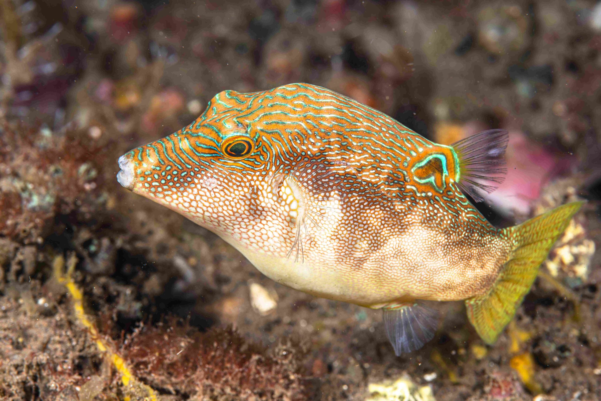 Fingerprint Toby fish in Bali Indonesia