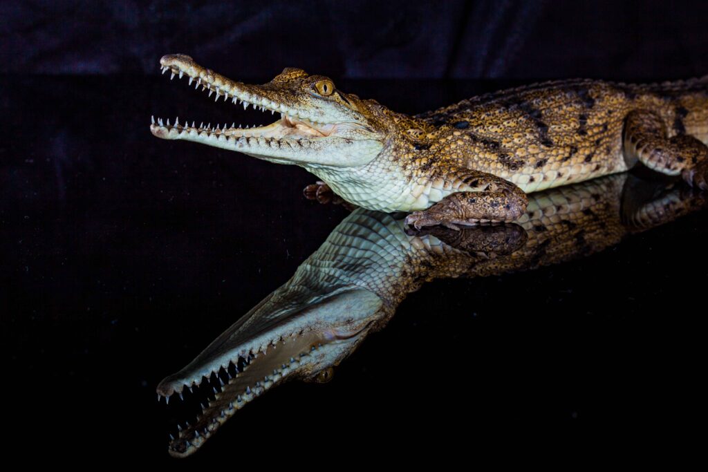 Fresh water crocodile native animal in northern Australia, stu