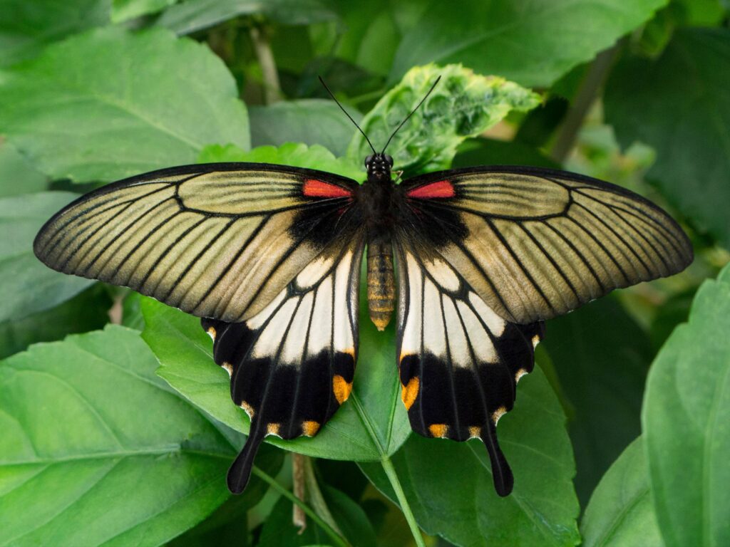 Great Yellow Mormon Butterfly