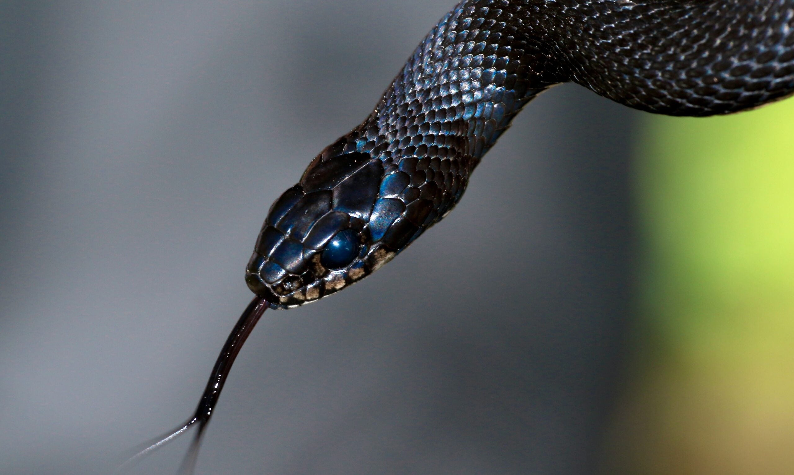 snakes in bali