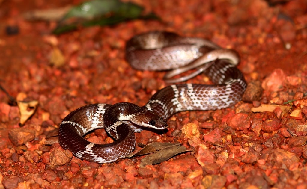 indian wolf snake