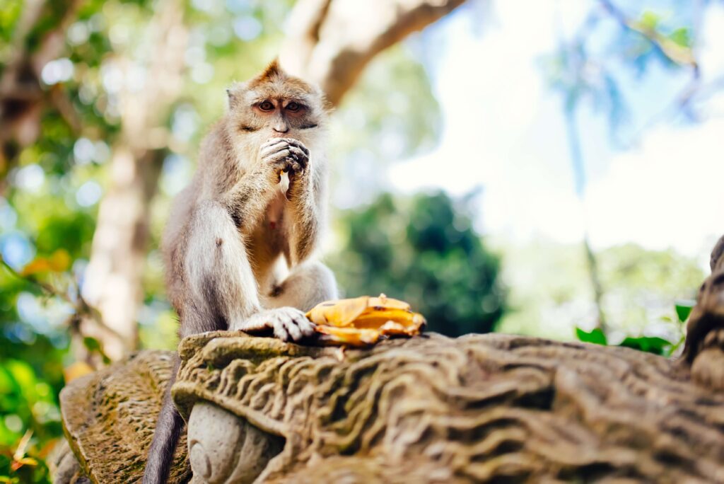 long tailed monkey enjoying bananas in natural habitat