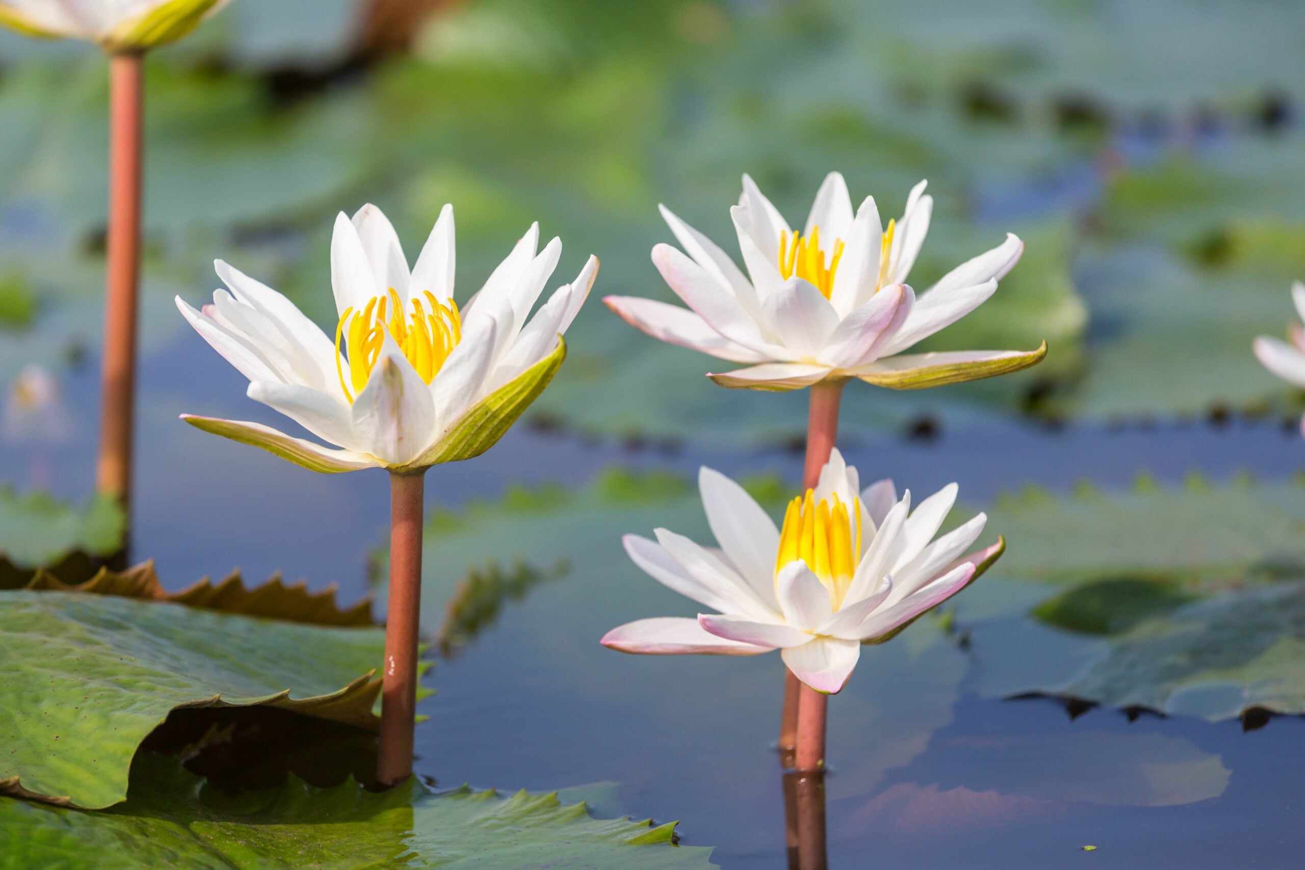 Lotus