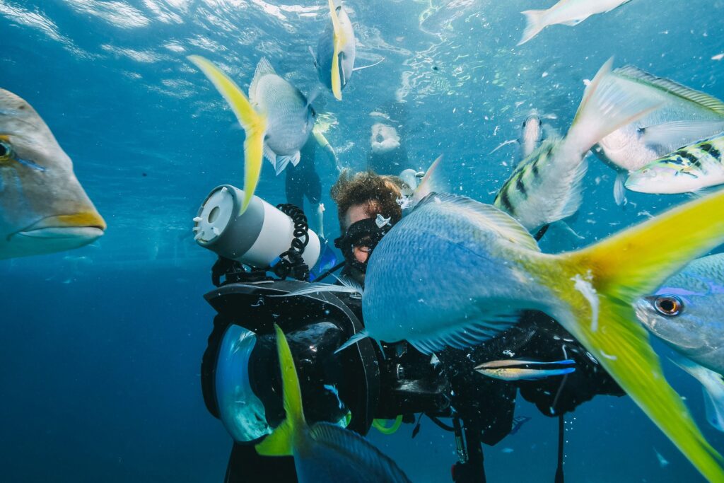 many fish close to a scuba diver