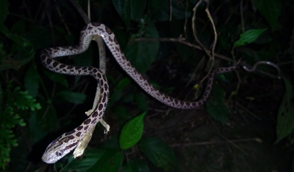 marbled cat snake
