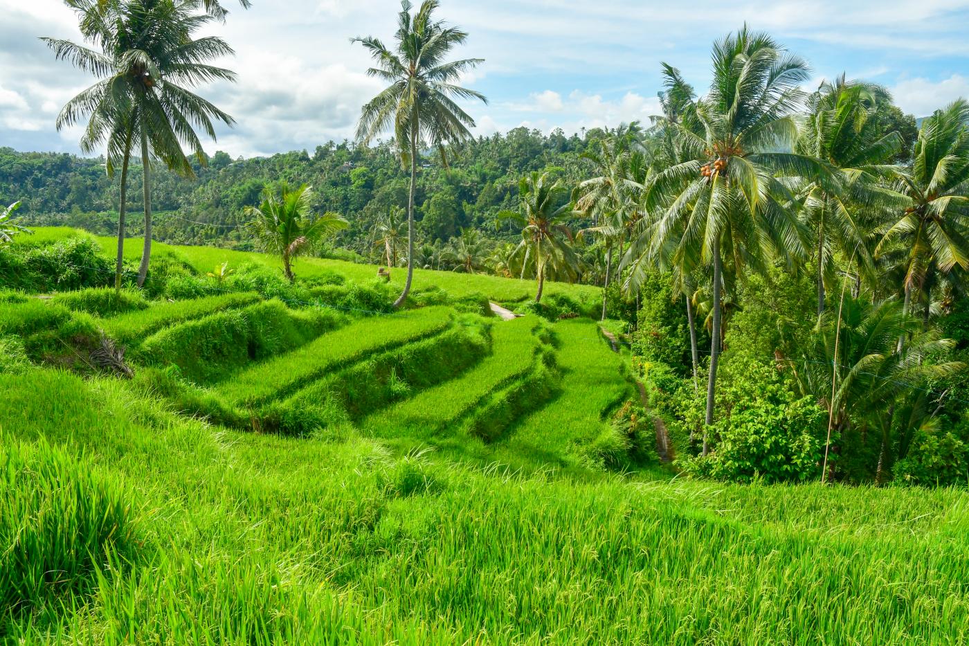 munduk rice terraces villabossibalicom