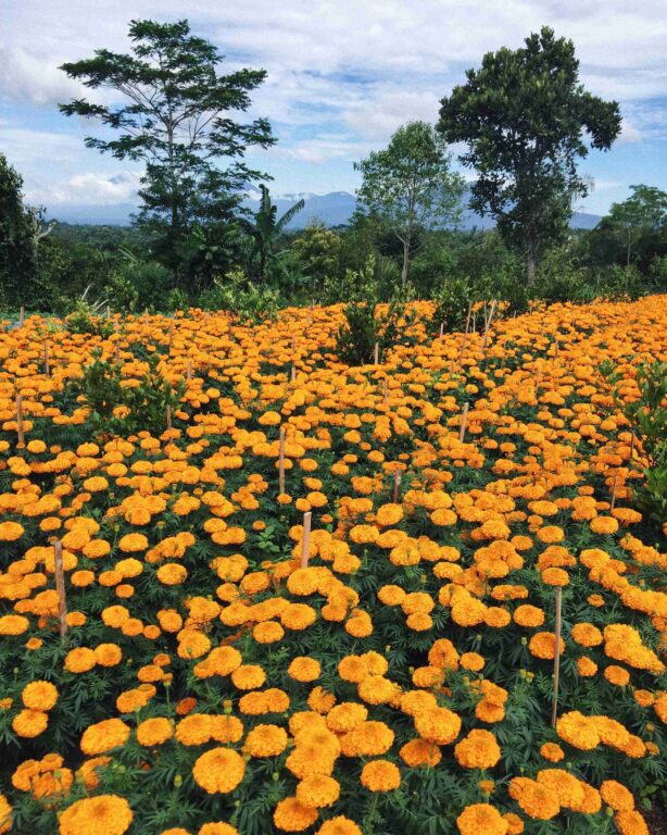 Plantation of marigolds in the mountain area of Bali Kintamani