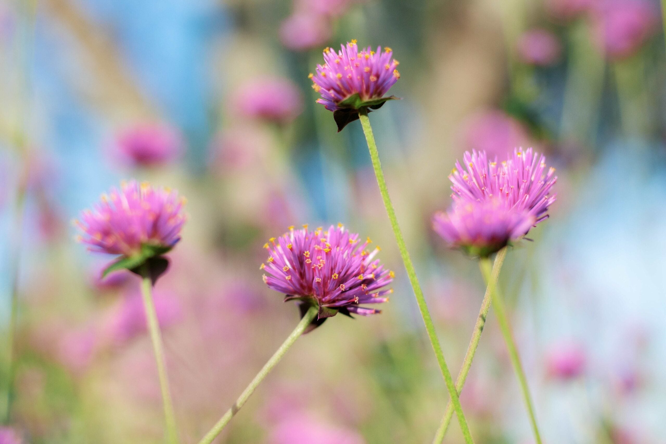 Purple flower at sunlight