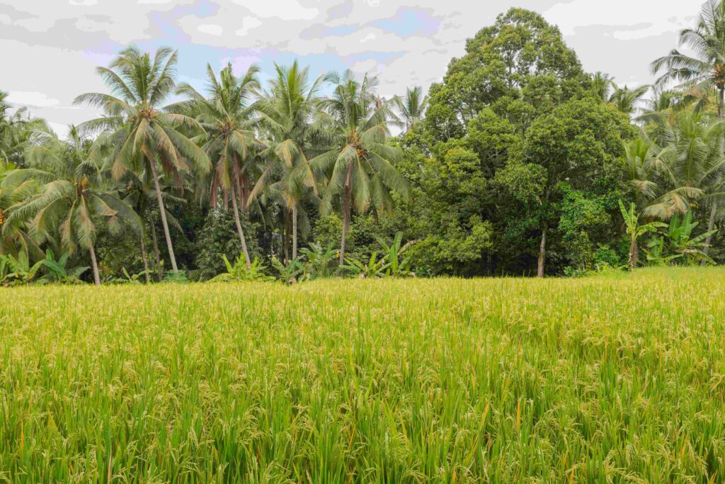 Rice fields in countryside, Ubud, Bali, Indonesia, green grass,