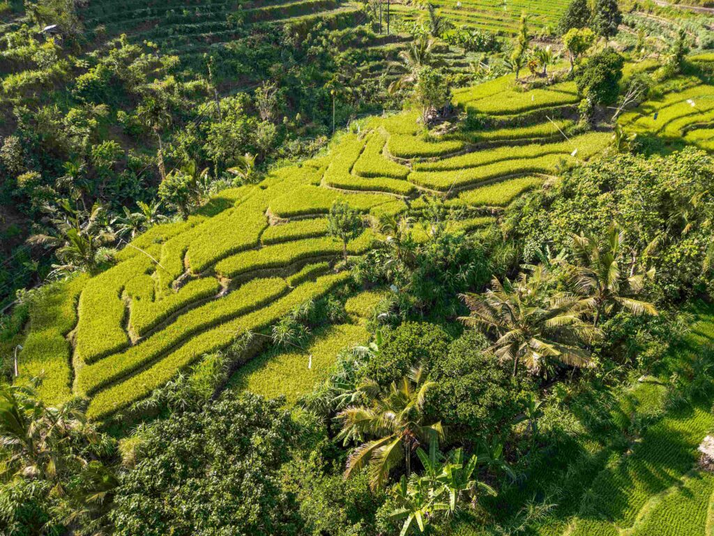 Aerial view of lush green rice fields under a sunny sky in Bali, Indonesia