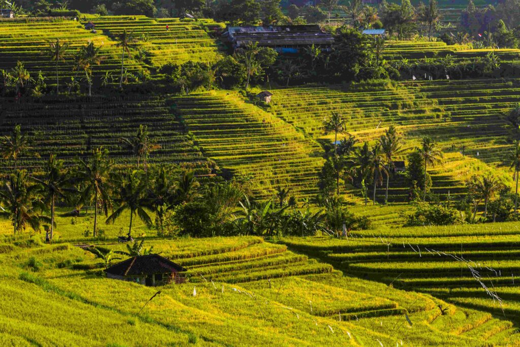 Rice terraces at sunrise Bali