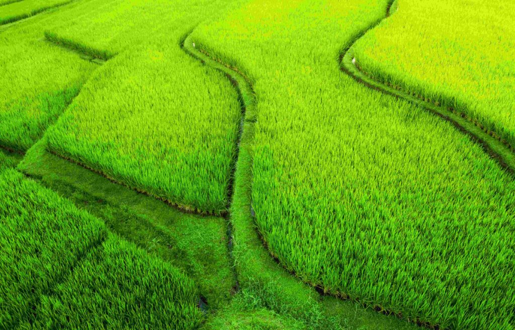 rice terraces in the summer unesco world heritage 2023 11 27 05 15 02 utc