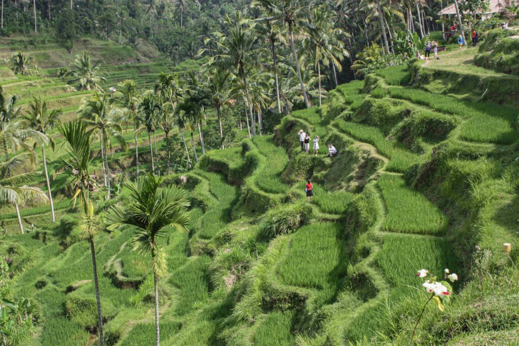 rice terraces view 2023 11 27 05 06 54 utc