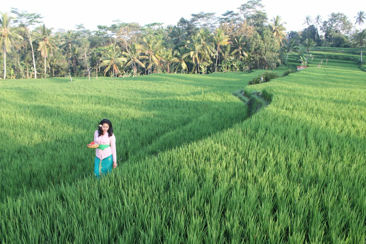 34 Best Rice Terraces, Bali: The Most Beautiful Rice Fields In Bali
