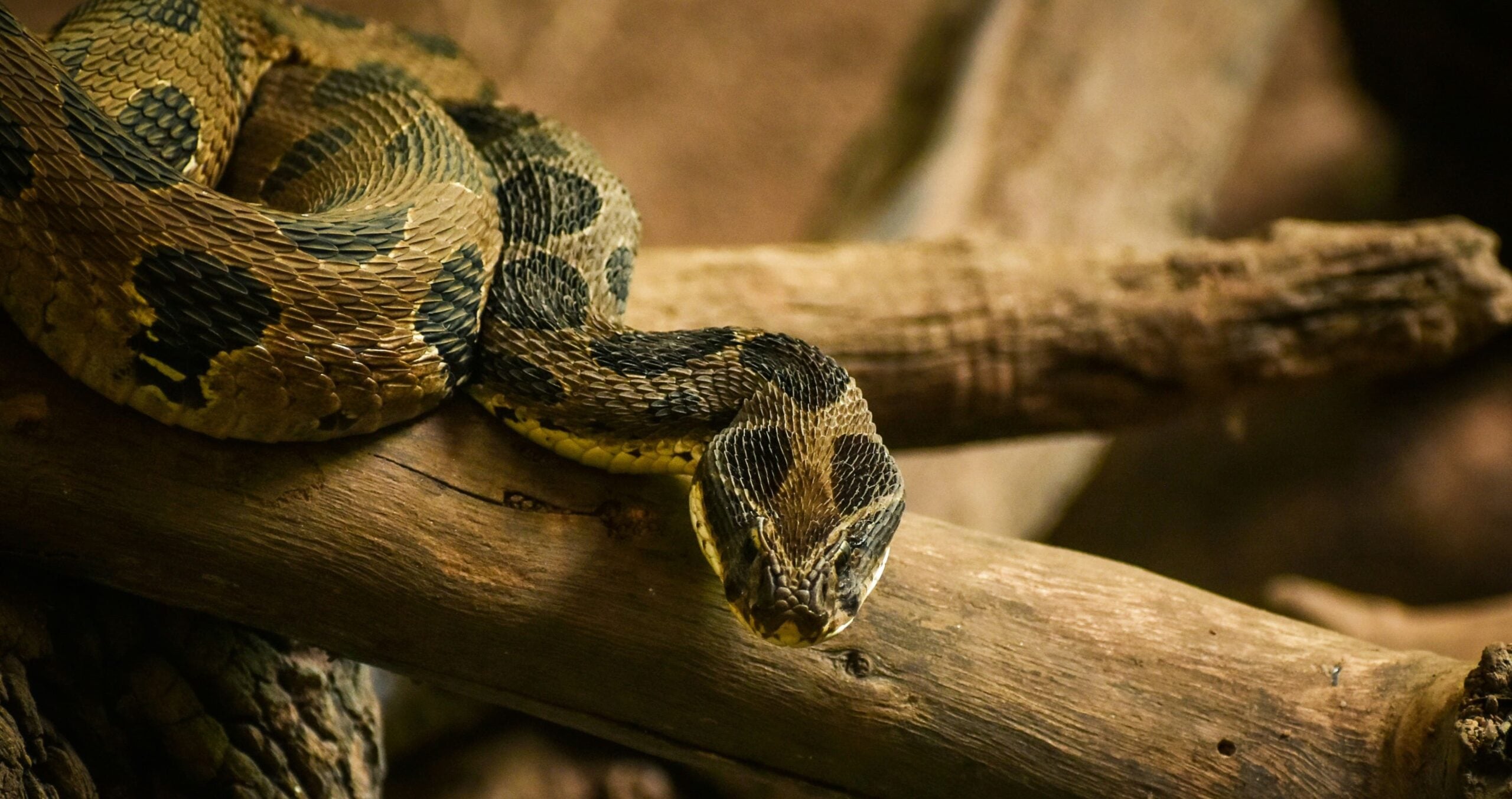 rattlesnake