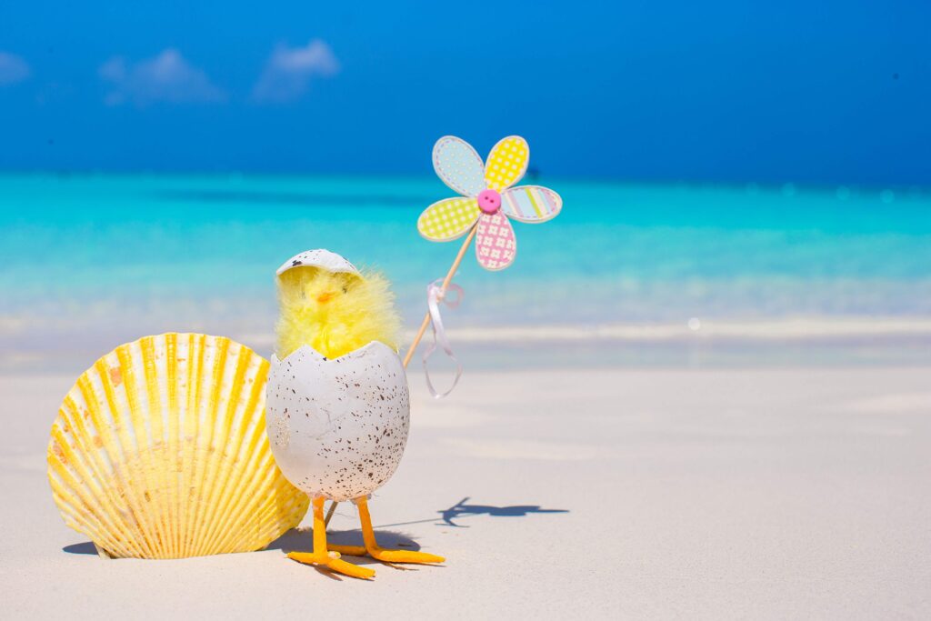 Small yellow chicken and shell on the white beach