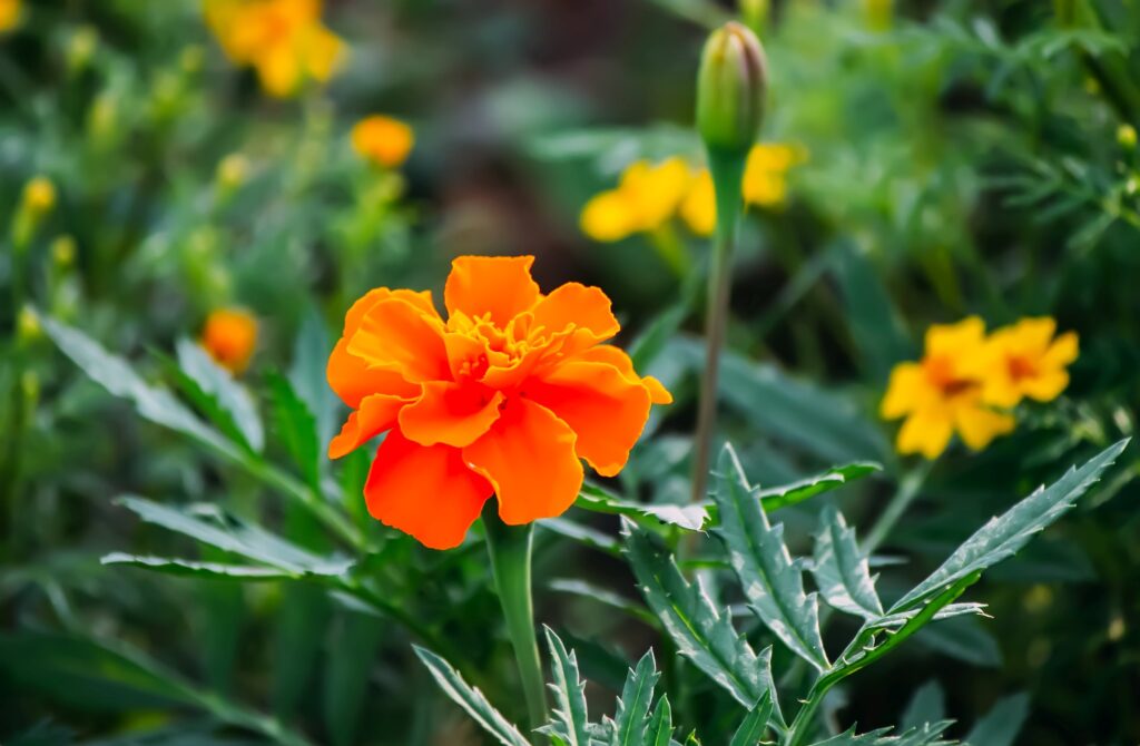tagetes flowers marigold plants in a summer garde 2023 11 27 05 04 34 utc