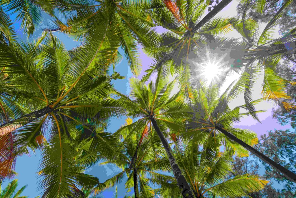 bottom view coconut tree with sunshine 2023 11 27 04 50 47 utc
