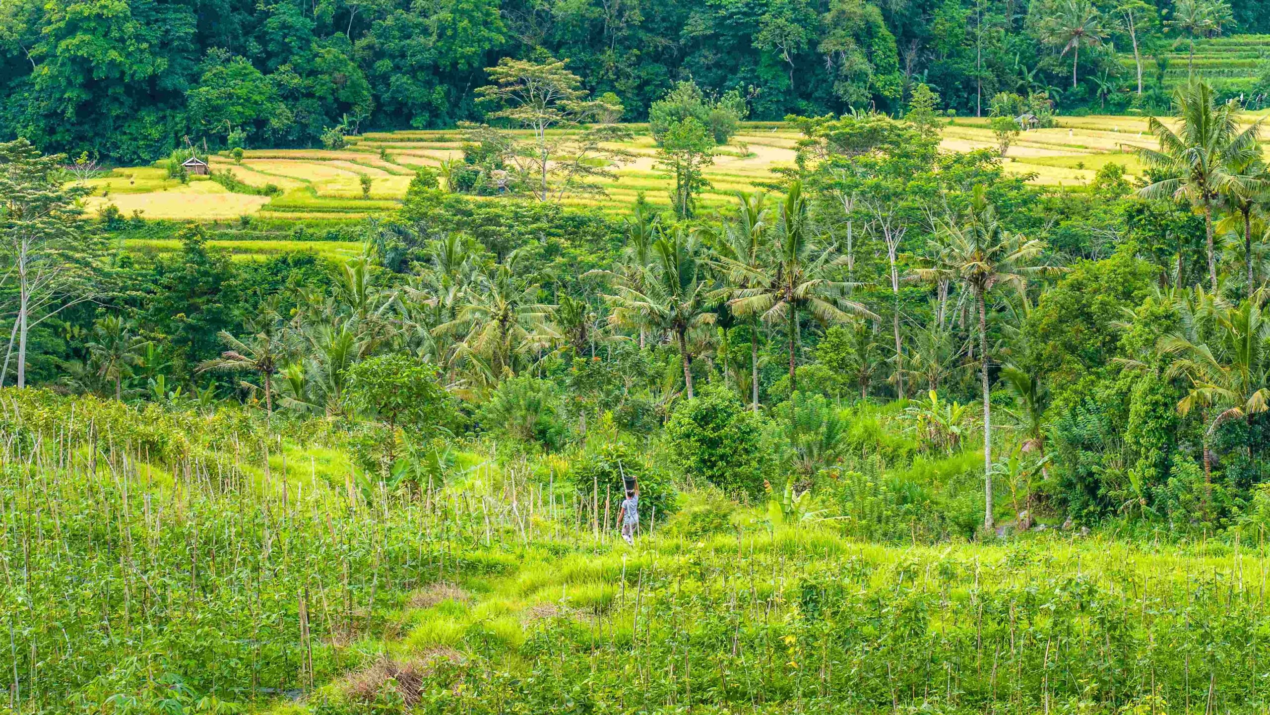 Rice tarraces and some huts between, Sidemen, Bali, Indonesia