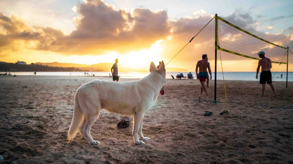 White dog is standing on a sandy beach and looking at people playing volleyball
