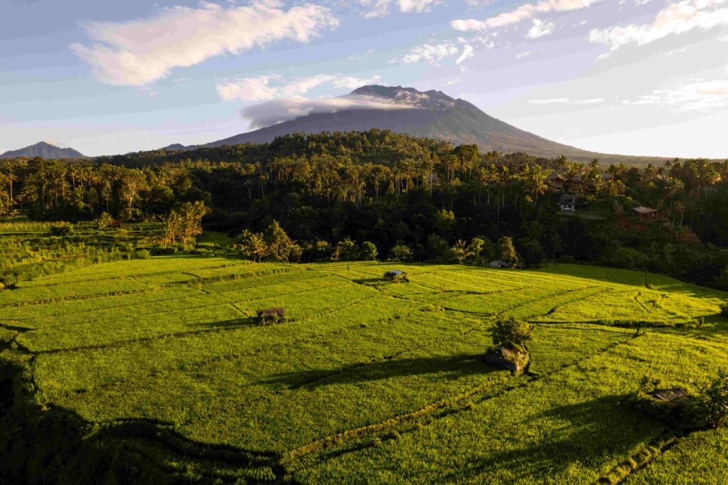 Aerial sunrise view of green rice fields and Mount Agung in Bali, Indonesia