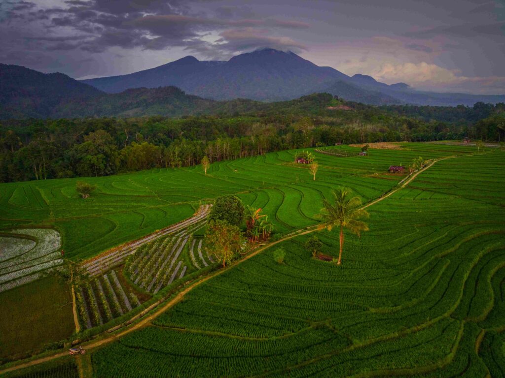 Aerial view of asia in indonesian rice field area with mountains and green rice