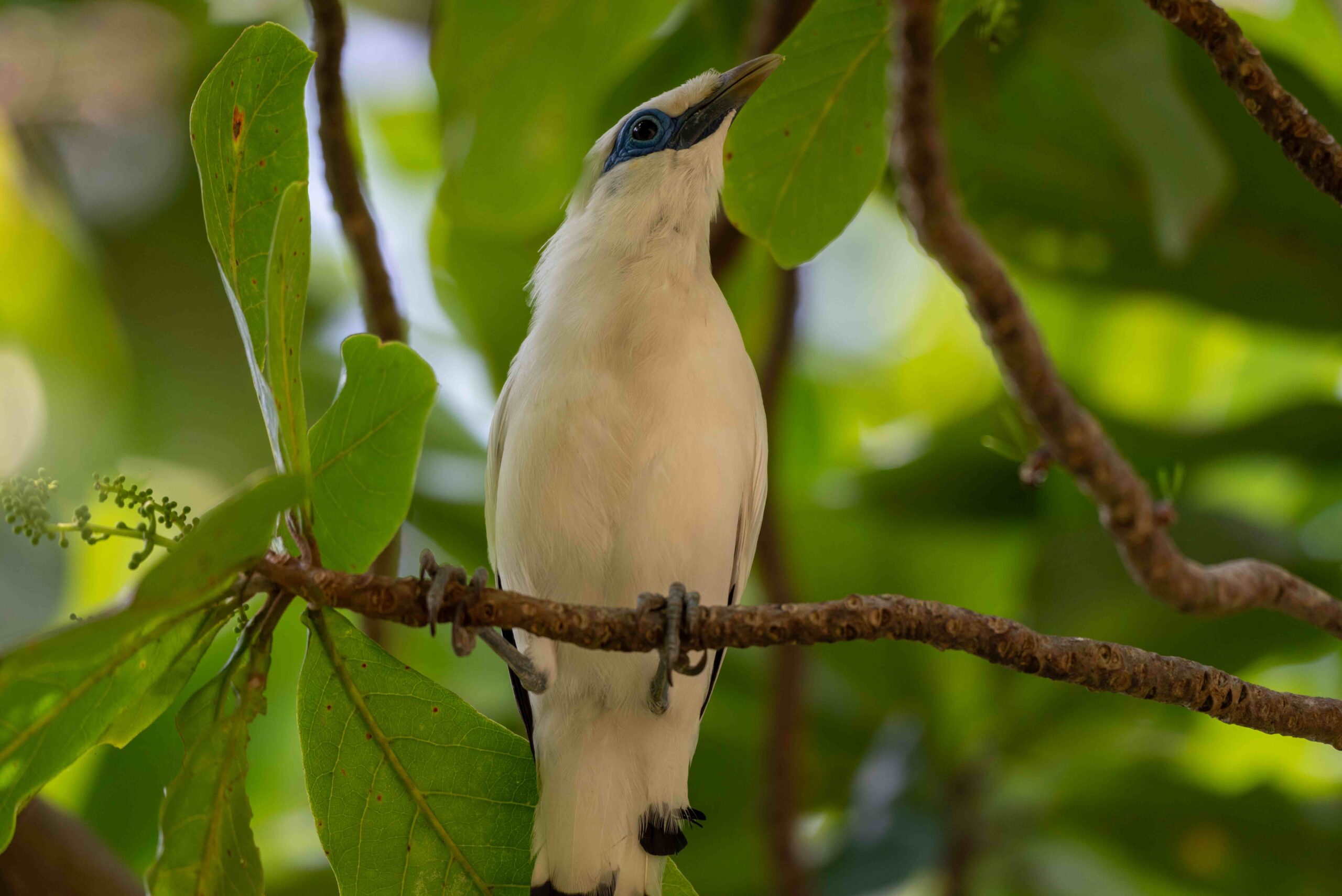 bird on tree the bali myna leucopsar rothschildi 2023 11 27 05 18 47 utc