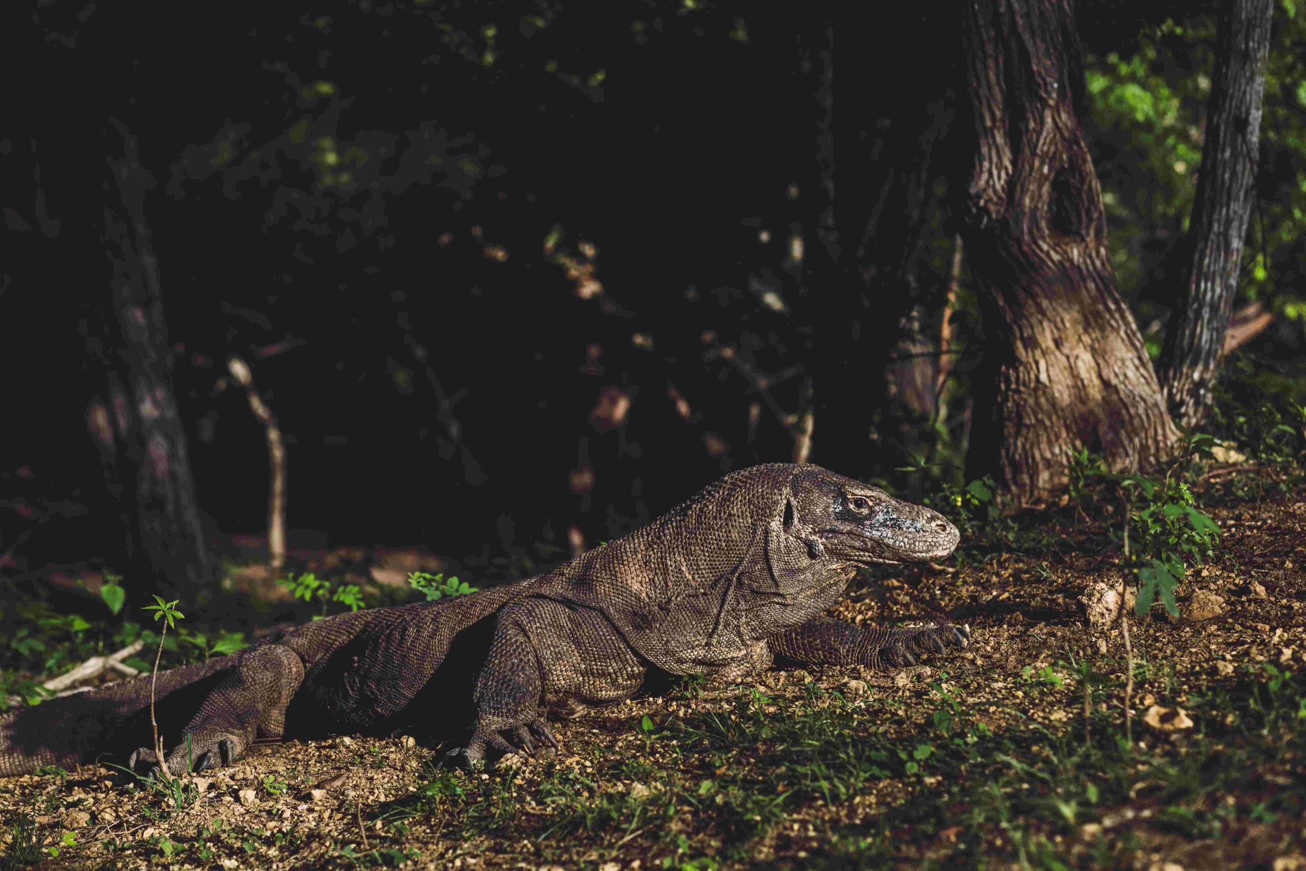 Komodo dragon close up, scientific name: Varanus komodoensis L