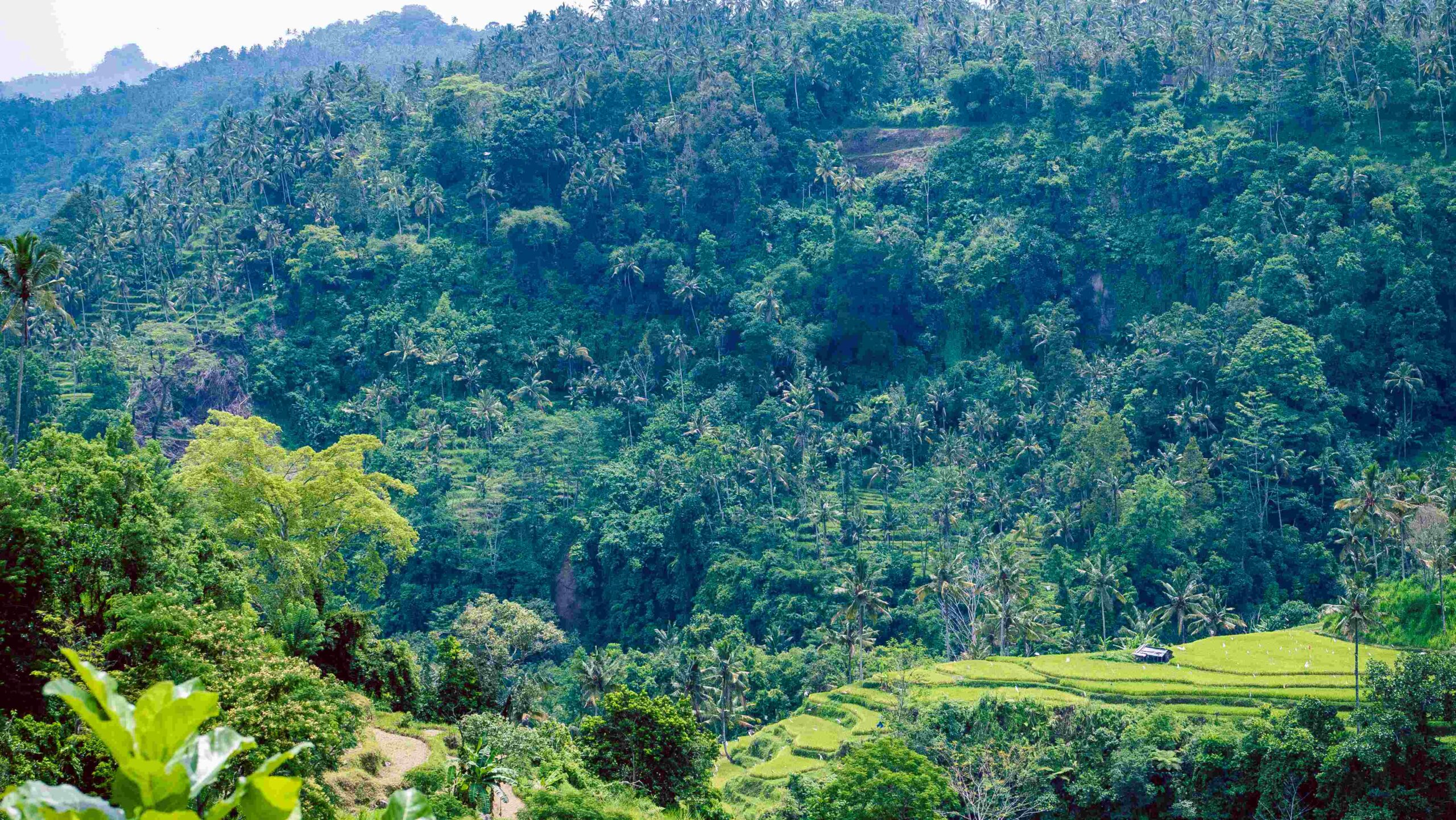 Rice tarraces and hut among Jungle, Sidemen, Bali, Indonesia