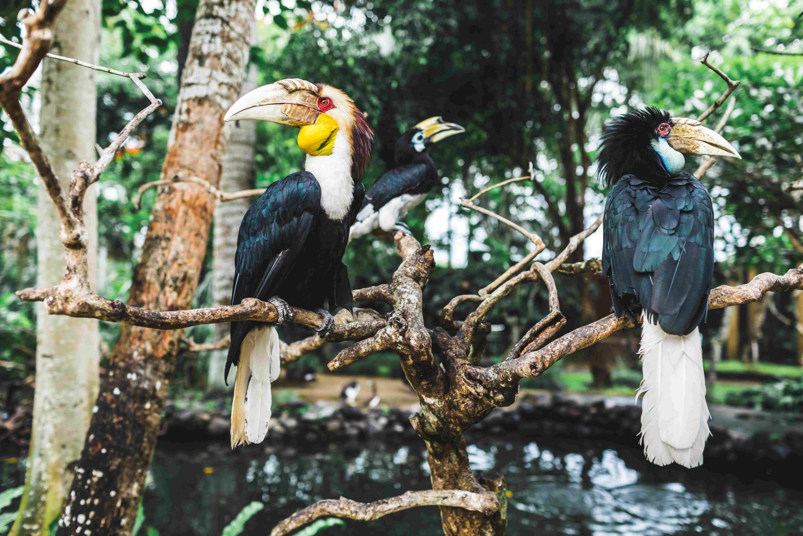 Three wreathed hornbill birds on branch in Bali bird park