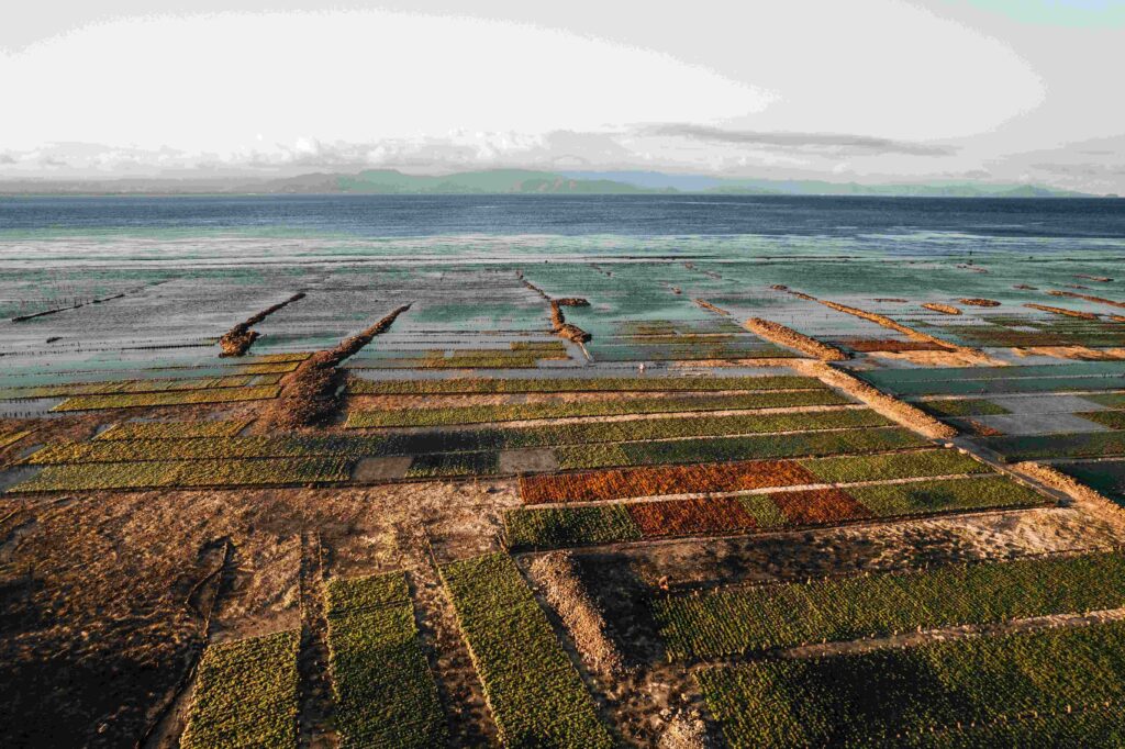 Aerial Drone Photo of Seaweed Farms in Nusa Lembongan Ceningan Bali Indonesia