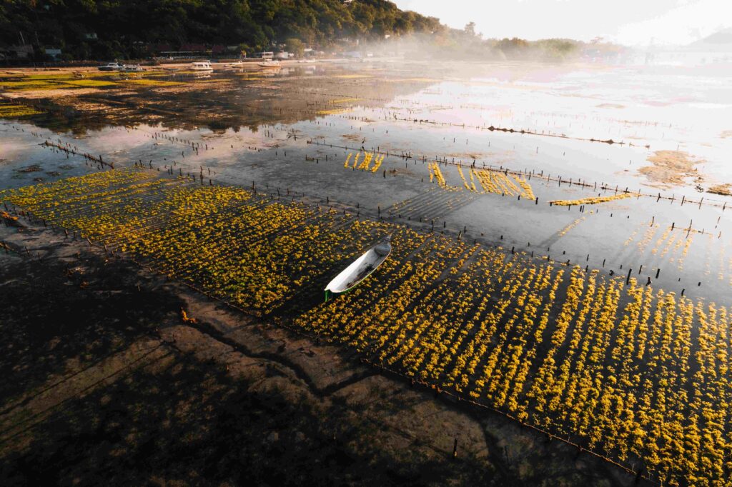 Aerial Drone Photo of Seaweed Farms in Nusa Lembongan Ceningan Bali Indonesia