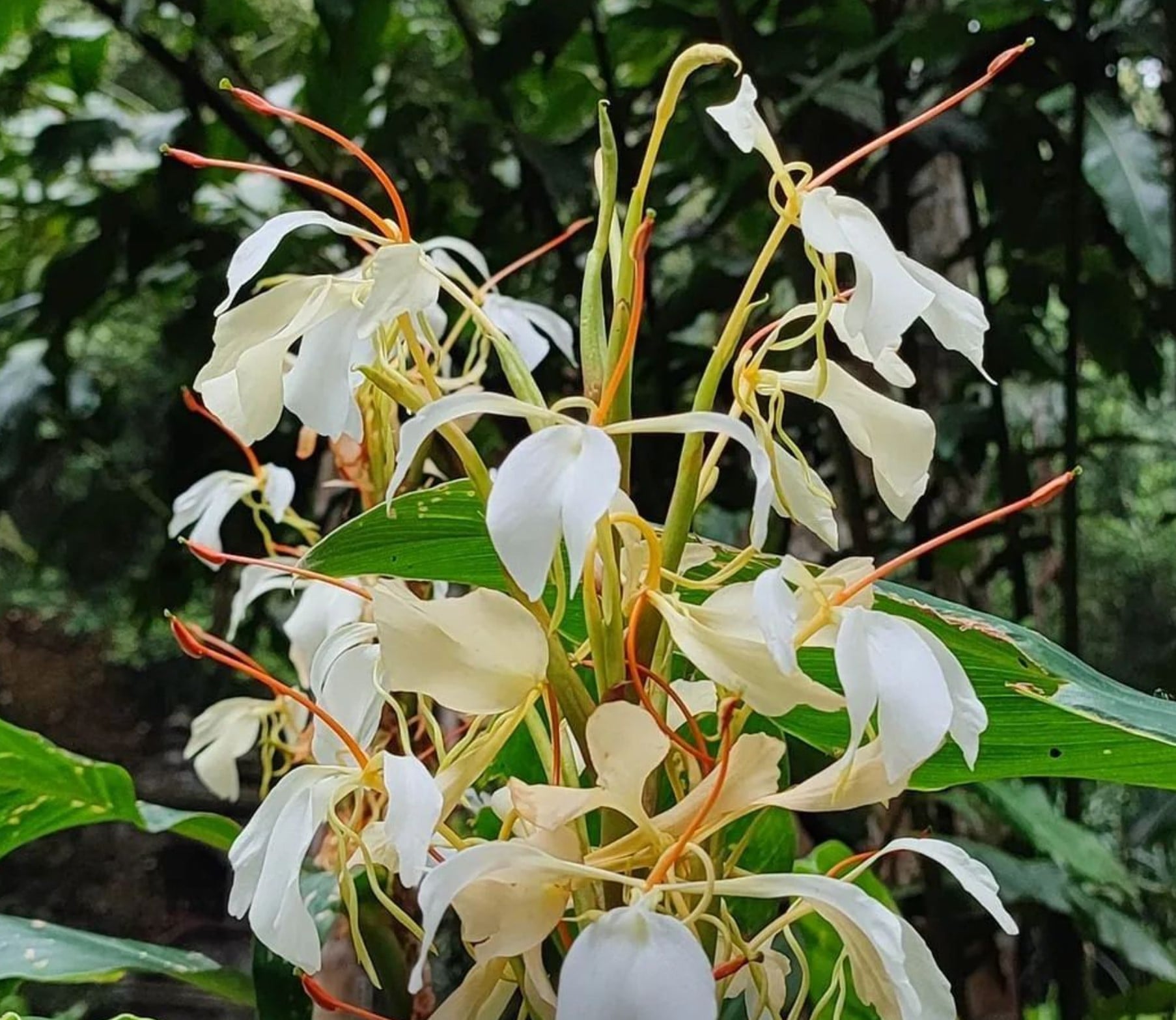 bali botanical garden 3