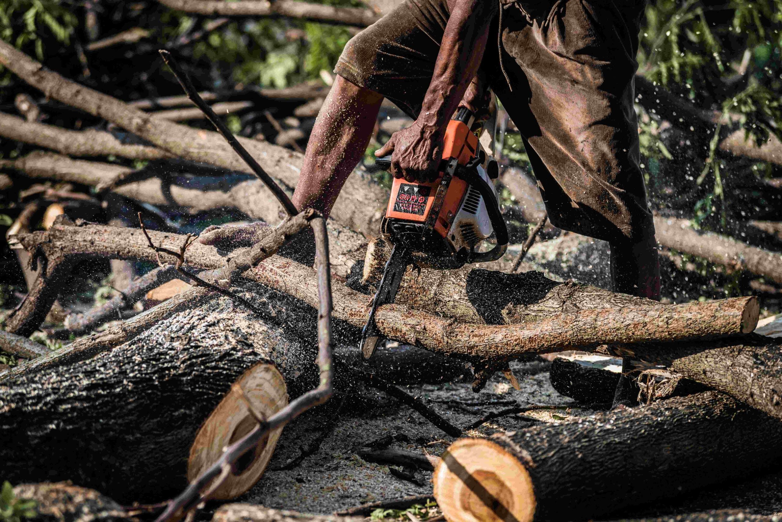 dramatic style a logger sawing the wood by electri 2023 11 27 05 14 18 utc