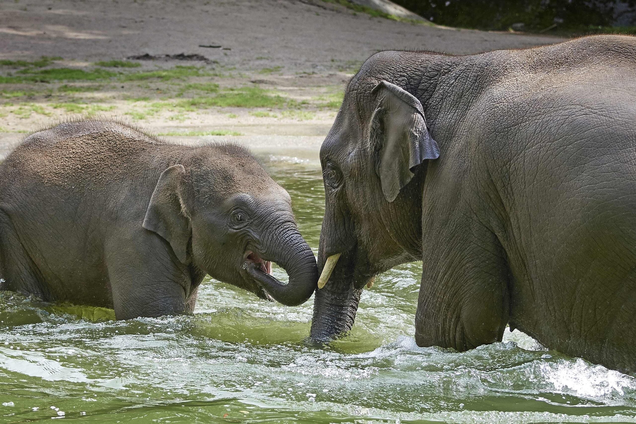 Elephants bathing