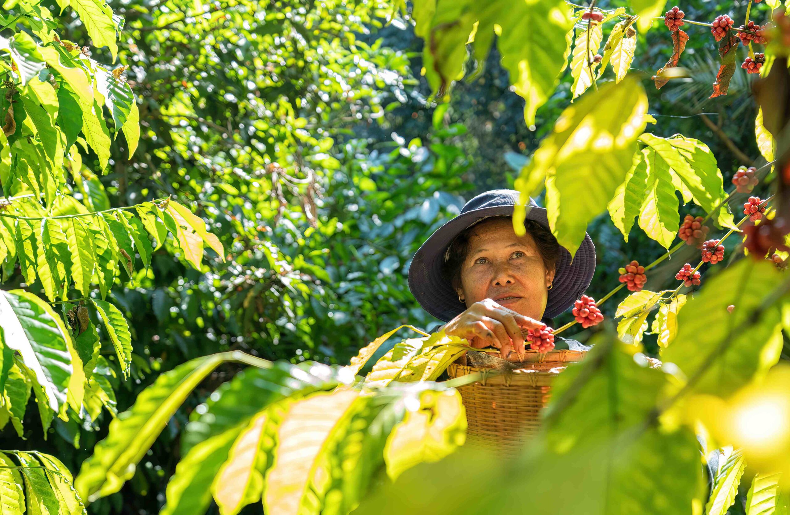 Farmer in plantation coffee berries harvest in farm harvesting Robusta and arabica coffee berries