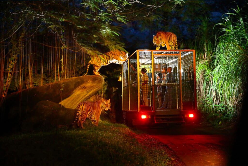 night safari 1536x1026 balirescentre com