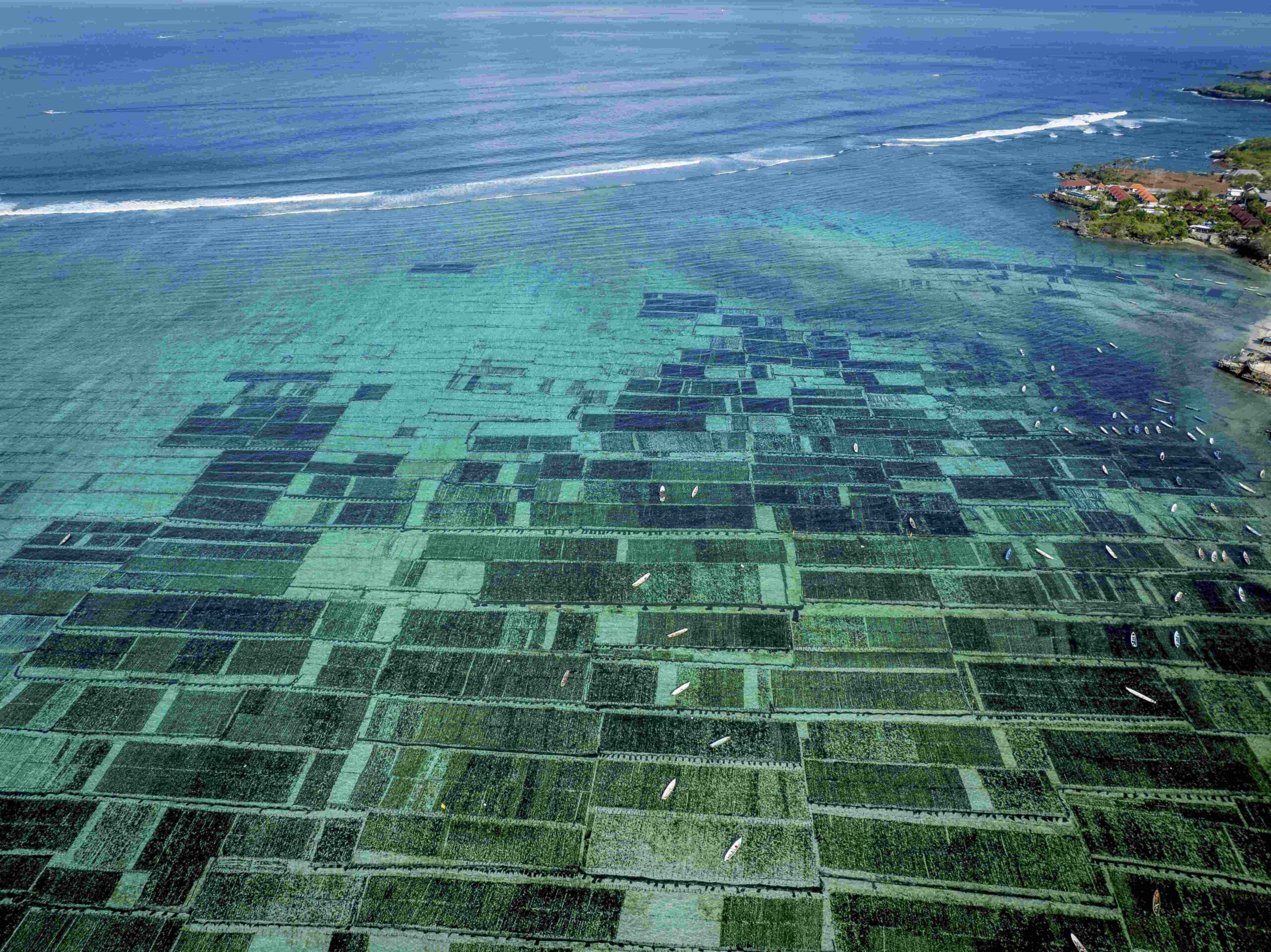 Nusa Lembongan – One of the islands' main sources of income is the seaweed plantations and harvesting seaweed It was an island that lived from agriculture, fishing and seaweed harvesting After the corona crisis