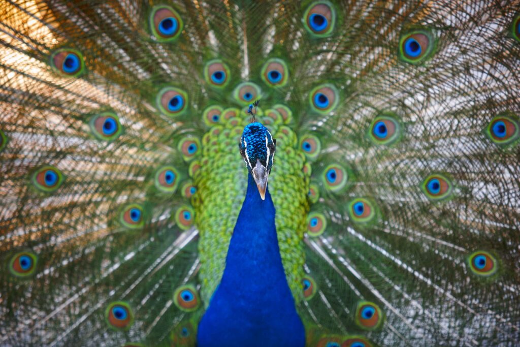 Peacock with colorful spread feathers Animal background