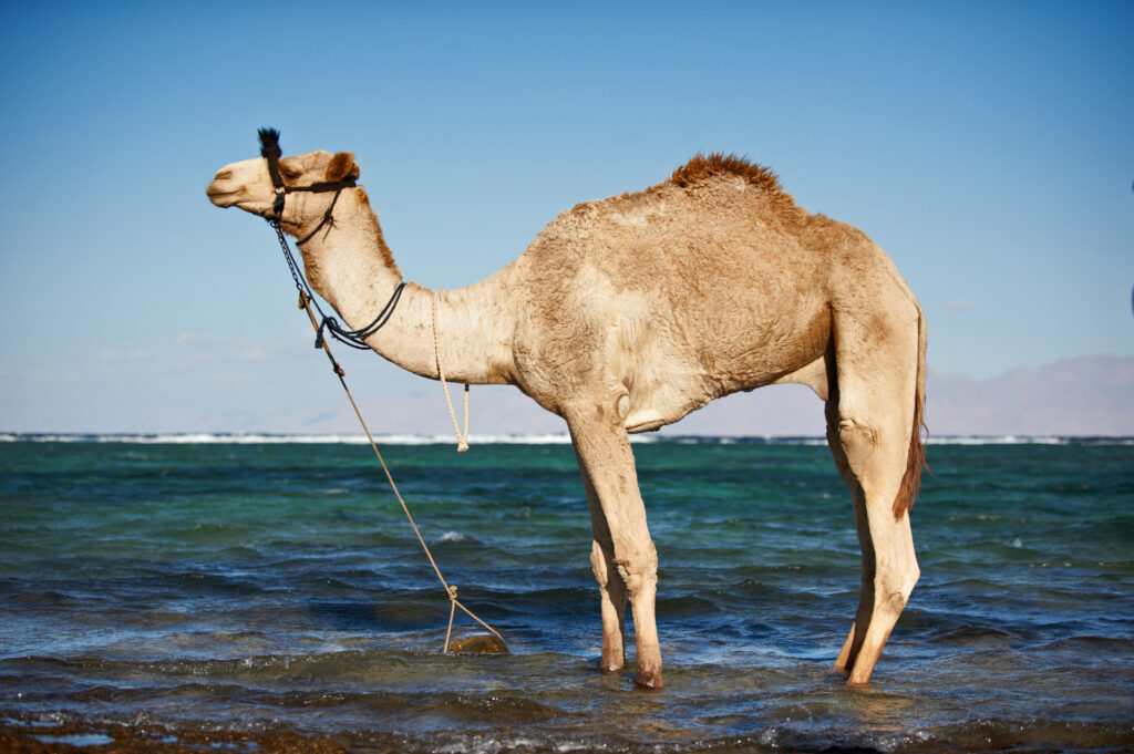 Portrait of a camel on the beach against the sea