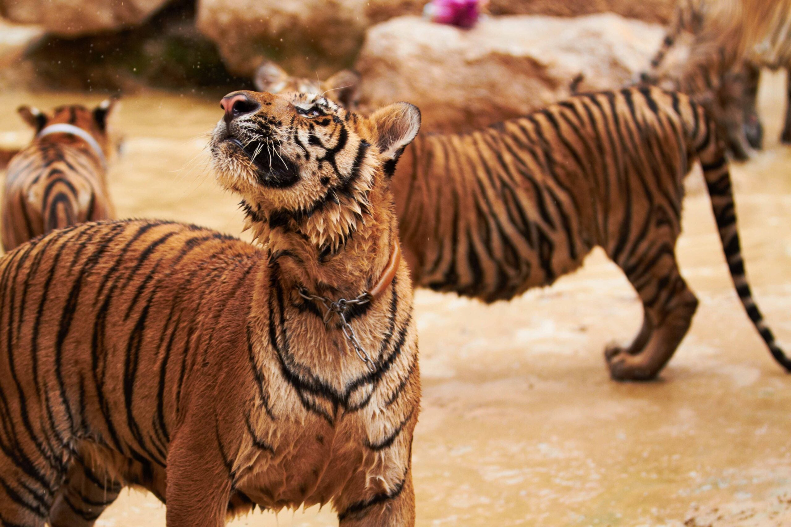 streak of tigers playing in the water 2023 11 27 05 00 18 utc