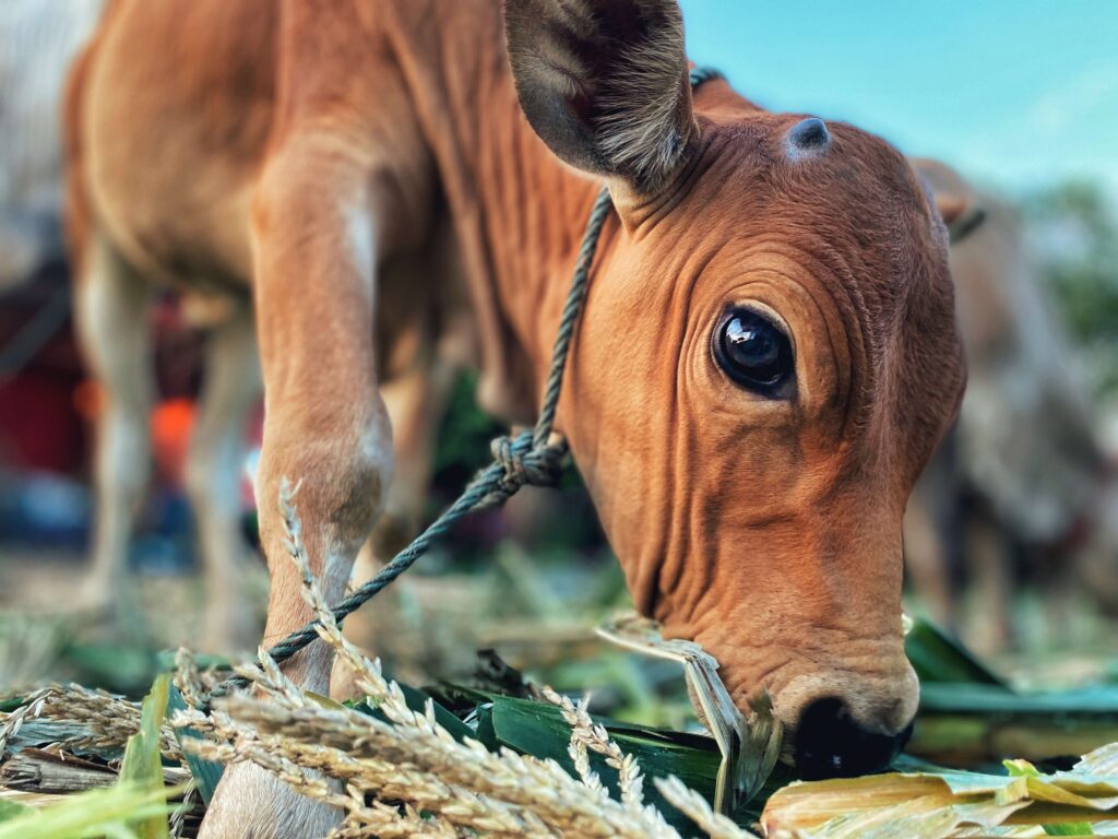 the little calf is eating the grass deliciously 2023 11 27 05 21 39 utc