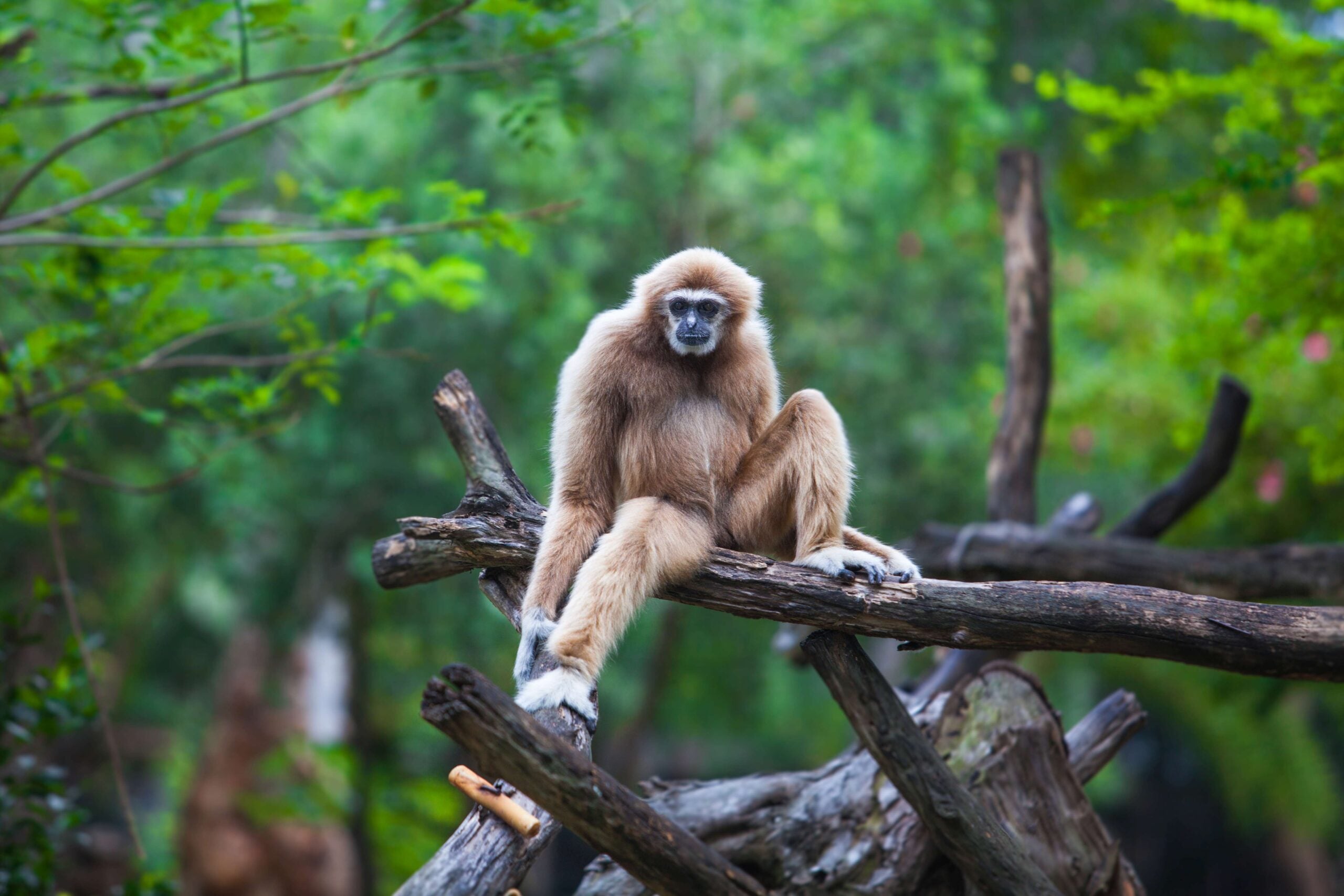 White gibbon