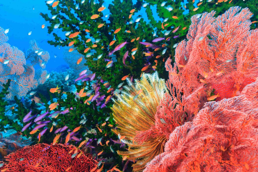 Colorful fish swimming in coral reef